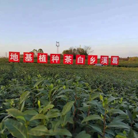 田东村白茶种植基地的采摘盛景和丰收喜悦