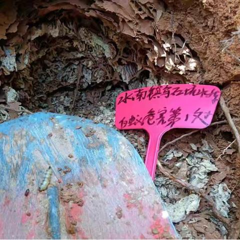 将乐县水利局完成水利工程白蚁防治工作
