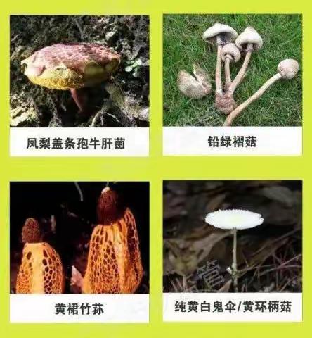 珍爱生命，远离毒蘑菇——龙溪铺镇中源铺小学预防野生蘑菇中毒宣传