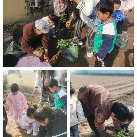 小手种出大收获——幼儿园劳动教育实践活动记