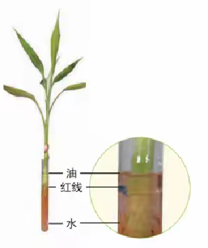 四年级科学《种子长出了根》