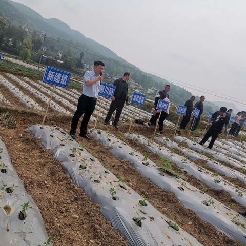 凤冈县召开2024年辣椒移栽现场培训会