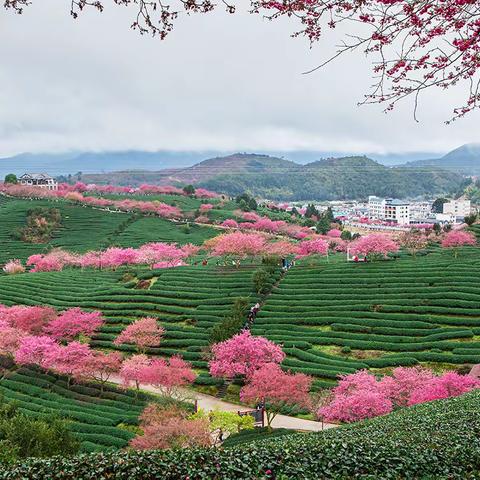 樱花季