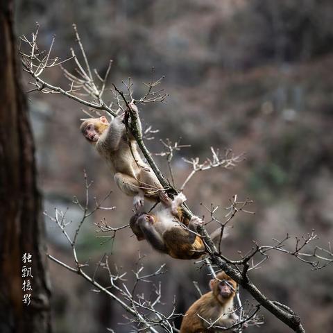 庐山猕猴百态