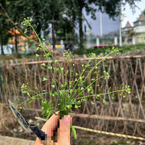 珍惜粮食、以俭养德——北欧世家幼儿园大一班一周分享