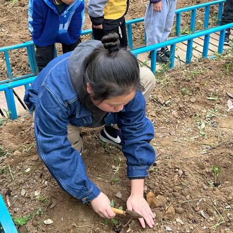 “我与植物共成长” ——诺贝尔幼儿园中二班植物种植活动展