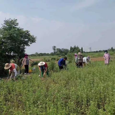 【洛龙区丰李街道牛屯社区】  艾草香    帮扶忙