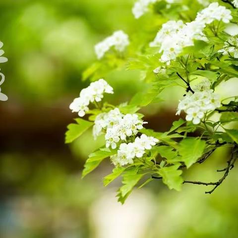 二十四节气播报一立夏