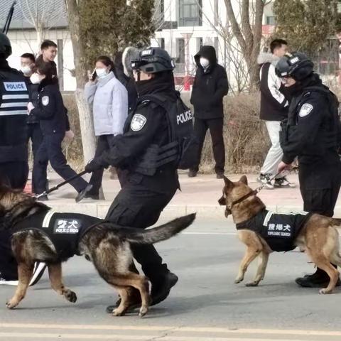 警犬训导员将青春喂了犬