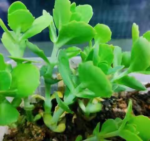春暖花开日，少年奋斗时———凉水井小学第七周工作总结