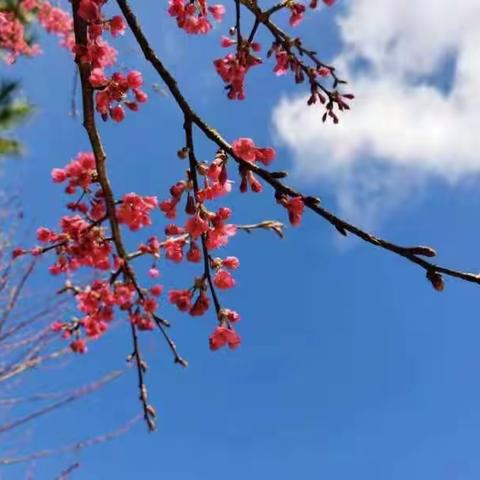 春光明媚，2022年2月17日建行城东支行组织老干部闽侯大湖溪樱花基地，塘里故民居一日游。