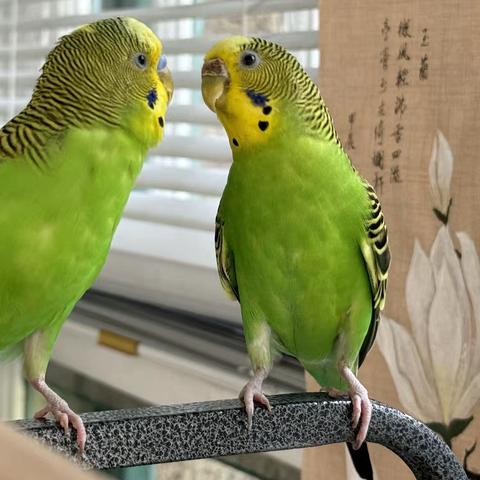 一段和鹦鹉的奇妙缘分