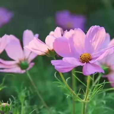 活动促成长，教研绽芳华—杨集小学听评课活动总结