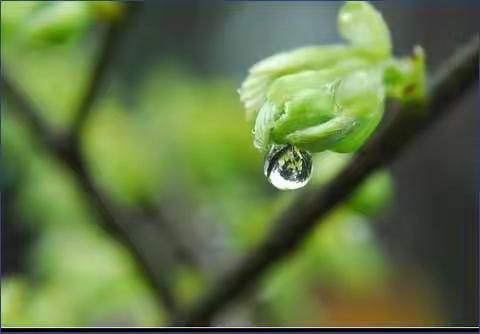 雨水至，木春始