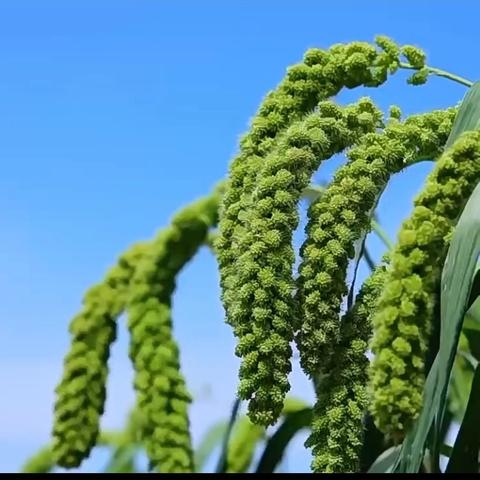 “璀璨星光，筑梦强国” ——第三实验小学“弘扬科学家精神进校园”宣讲活动