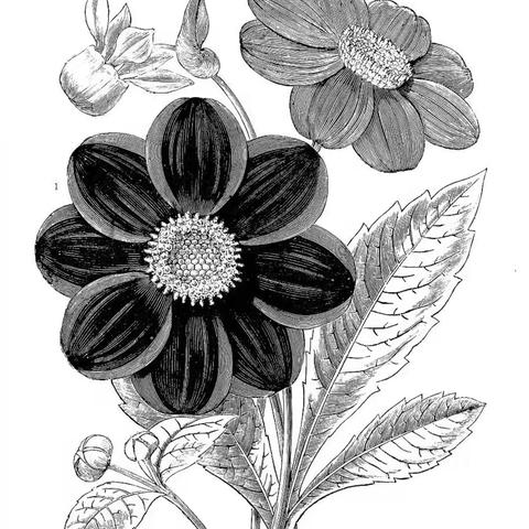 版画 指导老师：韩昊禹 学生：吴盈泽