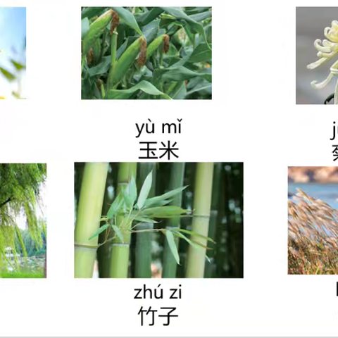 新教材一上1.1《我们知道的植物》教学反思