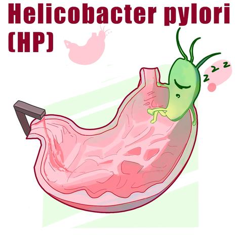 您了解幽门螺旋杆菌吗