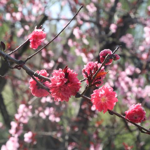 亲近自然，春暖花开 “爱家乡，赏海棠”西平县第一小学春游活动