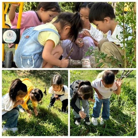 【蒜苗成长记】小小蒜苗，大大收获——中一班植物观察记