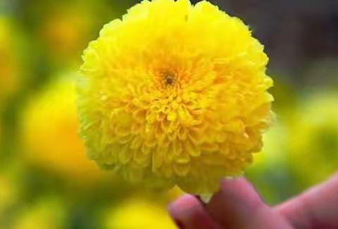 药茶界的新秀-----忻口皇菊茶