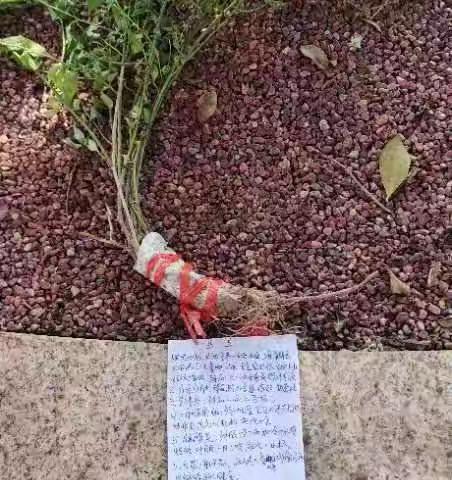 响应国家号召，为弘扬中草文化，举行施草