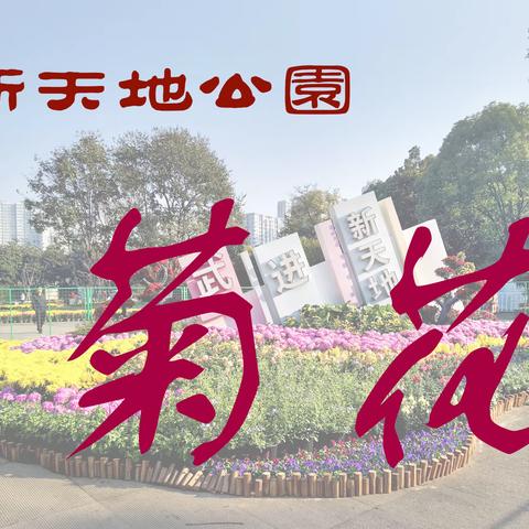 新天地公园菊花（2022 11 07）