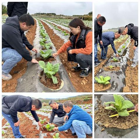 交叉检查促进步  互学互鉴共提升  ---昭阳区分公司开展掏苗培土专项检查