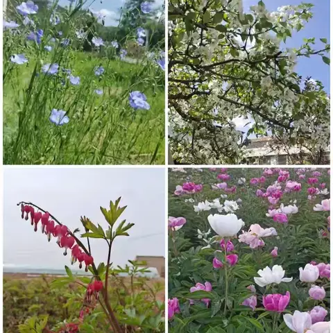 一年级一班贾茹琪乡土花卉查询