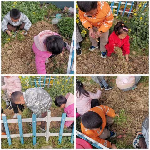 种植的快乐——乌飞塘幼儿班种植土豆记录