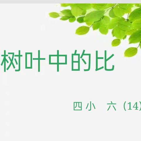 树叶中的比——四小六14班数学实践活动