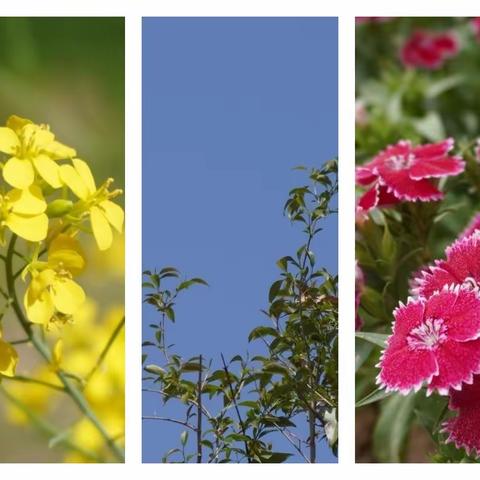 风有约  花不误| 河南大学附属小学金明校区邀您共赏校园春色