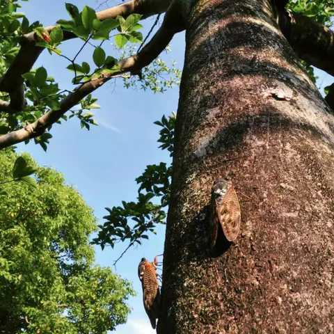 生活拾趣编辑部第四期——夏日趣事