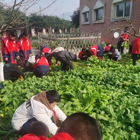 劳动砺心志    实践促成长——南川区东胜小学种植园劳动实践活动