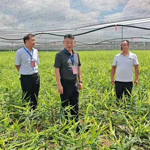 曹河乡人大代表联络站组织代表视察乡村特色产业发展情况