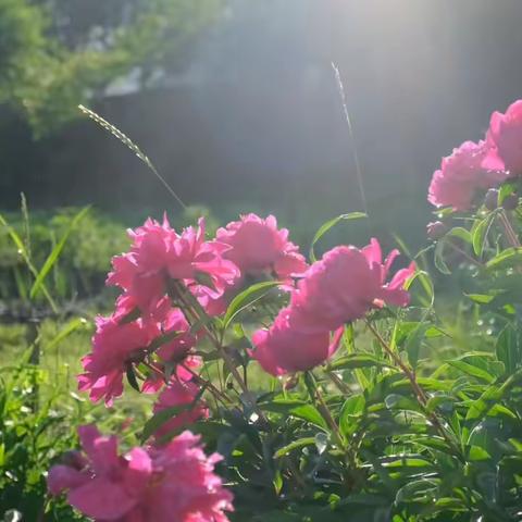 以“花”之名，赴一场艺术盛宴———菏泽市市直机关幼儿园北园区开展“牡丹”主题系列活动