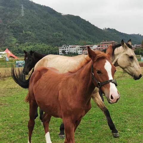 泽馨苑幼儿园🌱芽芽三班🌱 “马”上出发🐎“骑”乐无穷