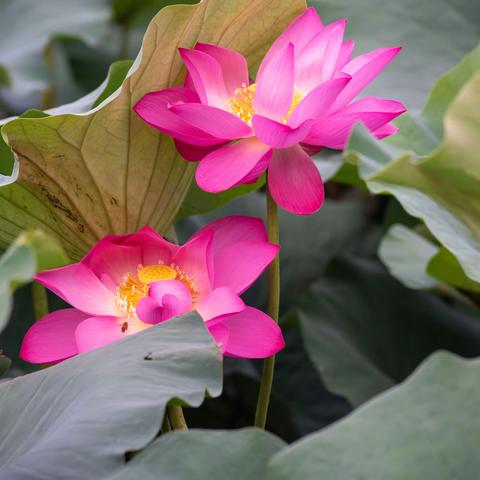 当轩对尊酒,四面芙蓉开