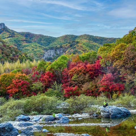 深秋醉红叶（2023  10  1）