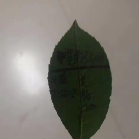 徜徉地球村对话大自然--侯寨小学“双减”中的发现树叶的比