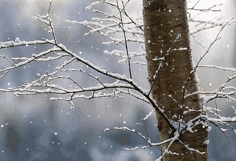 雪后校园别样景｜临漳县第三中学A部雪后美景