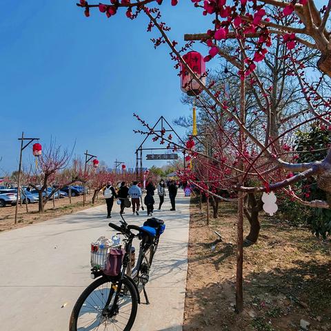 腊尽梅梢尽放红 ——黄河梅园赏梅