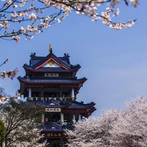 春天里的摄影记忆（花卉篇）2 ——樱花烂漫的季节