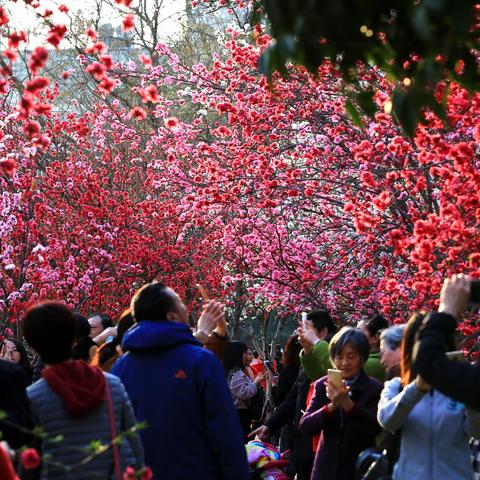 春天里的摄影记忆（花卉篇）3     ——春日绚烂海棠花