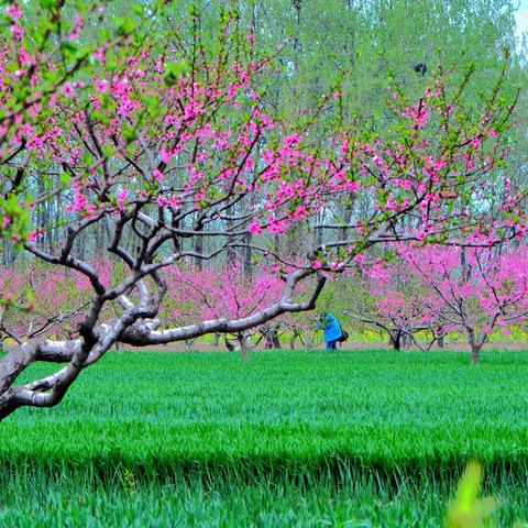 春天里的摄影记忆（花卉篇）4 ——人面桃花相映红