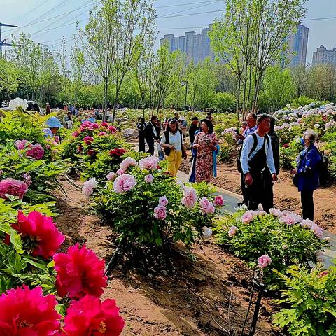 春天里的摄影记忆（花卉篇）5 ——唯有牡丹真国色