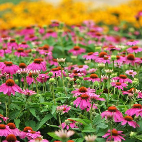 春天里的摄影记忆（花卉篇）7 ——春天里的繁花