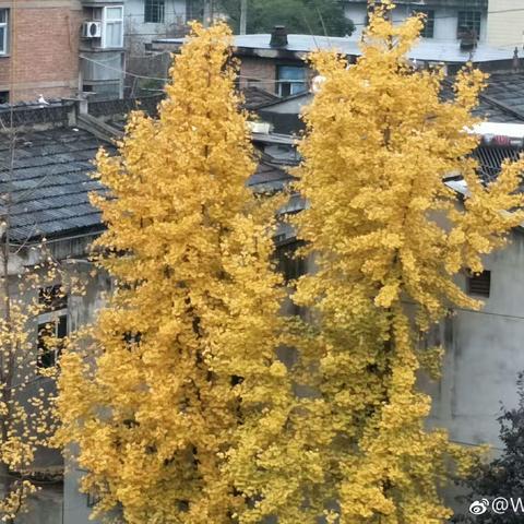 银杏黄  识字忙——群小一一班识字活动剪影