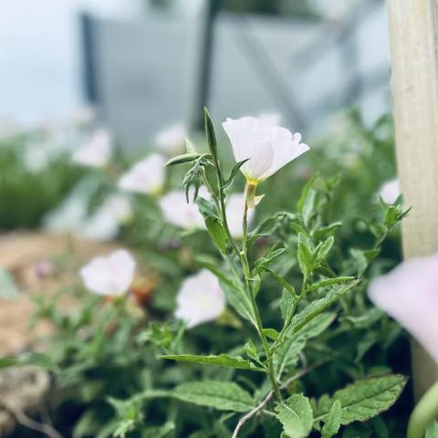 【浓情五月，因爱而美】———雨滴班的五月