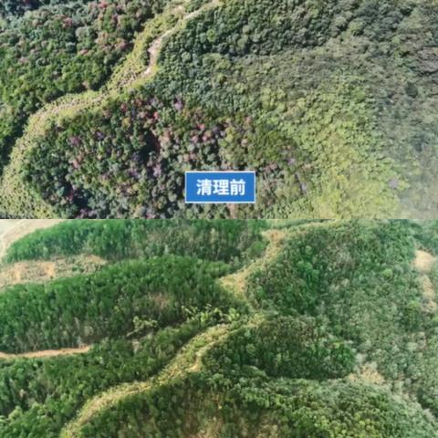 新岗山镇松材线虫整治工作汇报